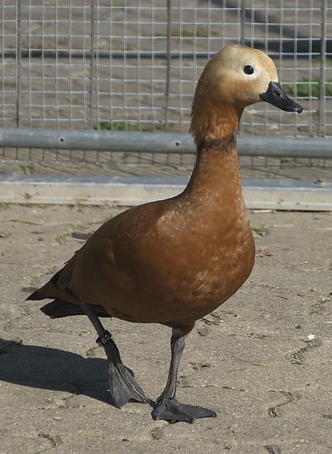 外游客